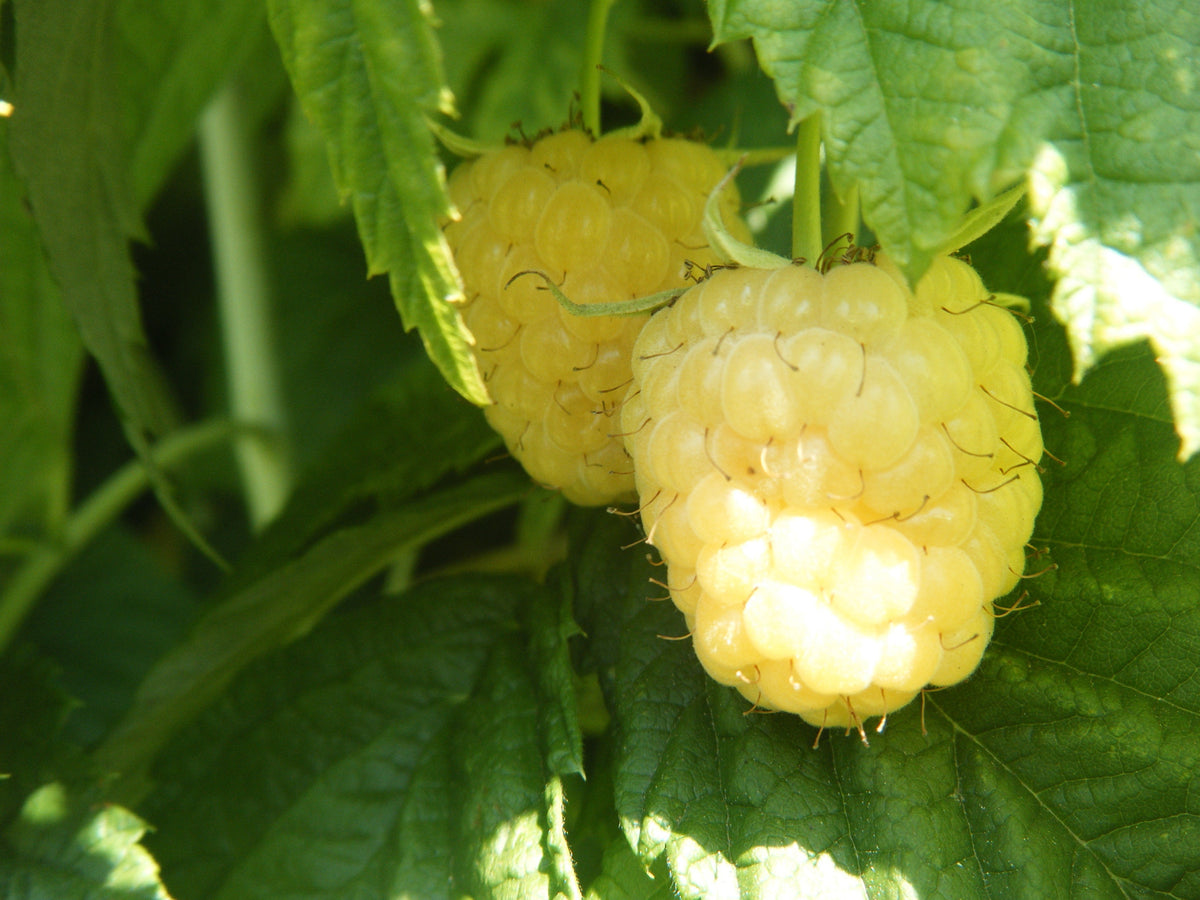 All Fruit Plants For Sale Buy Best! Andy's Asparagus Acres