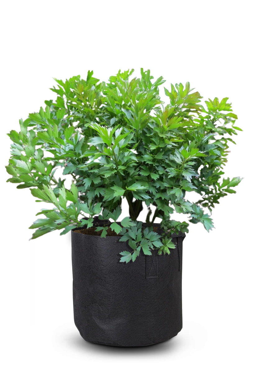 Grow Bags Take The Work Out Of Gardening Plant In Grow Bag !! Andy