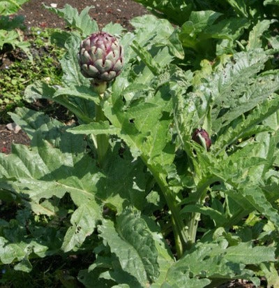 Grow Artichoke plants in your garden or make a "showcase" plant in Fabric Grow Bags. Feed your Artichoke plants Artichoke Tea.  And they will grow fast and healthy. Another tip is: Artichoke love the red Garden Compost worms. The worms break down the compost so the plants can eat.