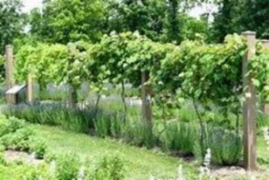 Many clusters of sweet tender graped. Plant many mature grape plant vines and harvest all season. Grape vines Hiemhold organic. Last for years garden many. Organic delight.