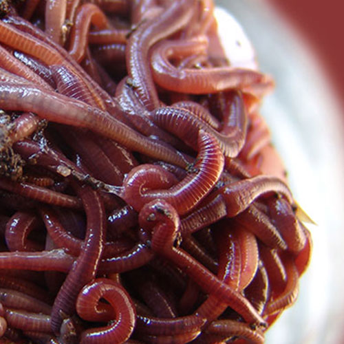 Red Wiggler Worms the life of your garden soil. Where to buy  red wigglers here me?