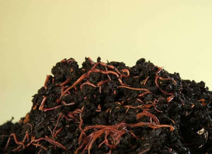 Red Gardening Worms For Sale - The Soul Of Your Soil - No Garden Should Be Without Them  1Lbs.Or 1/4 lbs.*
