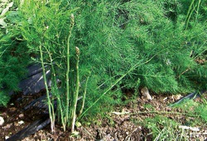 Millennium 3 Year Asparagus are ideal for any garden in any zone.  Easy to plant and fast to grow. They produce many average size spears. normal harvest is about 38weeeks then the plant needs a rest. They do well with other Asparagus varieties as well. Where to buy Millennium 3 Year Asparagus  near me. Buy now by best