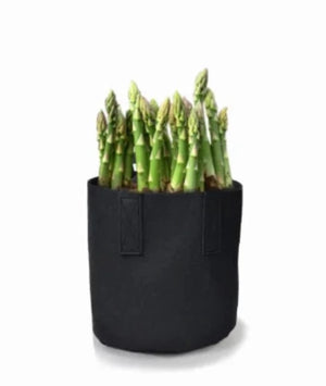25 - Heirloom 3 Year  Asparagus  Roots  - Crowns Buy Best !! **