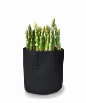Take the work out of gardening. Plant your asparagus roots and crowns in fabric grow bags. Easy to plant fast to grow. Buy best Buy now.  Make your garden a showcase and enjoy asparagus for years.