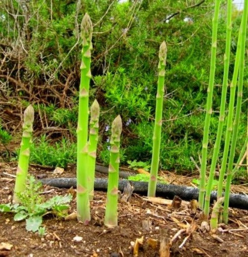 Asparagus are a great addition to any garden There are many varieties of asparagus . Buy many asparagus . Plant Asparagus directly to your garden or for easy gardening plant Asparagus  in grow bags. Buy Asparagus now buy best