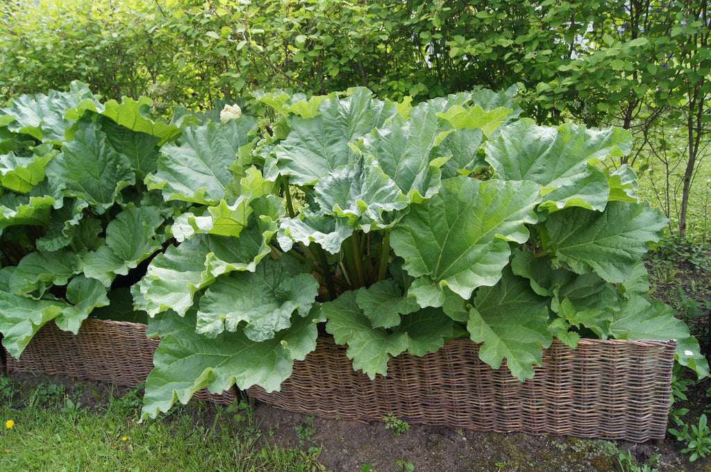 Rhubarb fast and easy to plant. A care-free gardeners delight. Moderate watering full to partial sun. Harvest as often as you like. Rhubarb do like Red Composting Worms in their soil. Throw in a couple handfuls of red worms into your soil. The Rhubarb will reward you with splendid harvest all season.