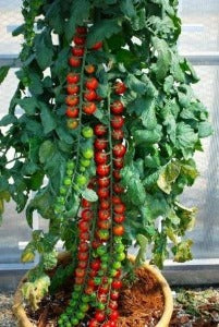 This is a unique variety of tomato plant for sale. The plants will grow tall  3 - 4 feet and as it does it will not grow very wide. The tomatoes  are sweet , tangy bright red and medium to small in size. Plant the best.