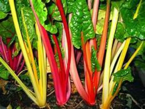 Swiss Chard is easy to plant and fast to grow. The stems and leaves are edible. And can be prepared in many way. Swiss Chard requires no care and will produce till fall.  Buy Swiss Chard and freeze for when the is none.
