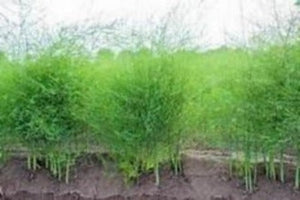 Jersey Knight are a care-free garden delight. Tall thin spears all season. Keep you asparagus happy. Feed them Asparagus plant food tea!!