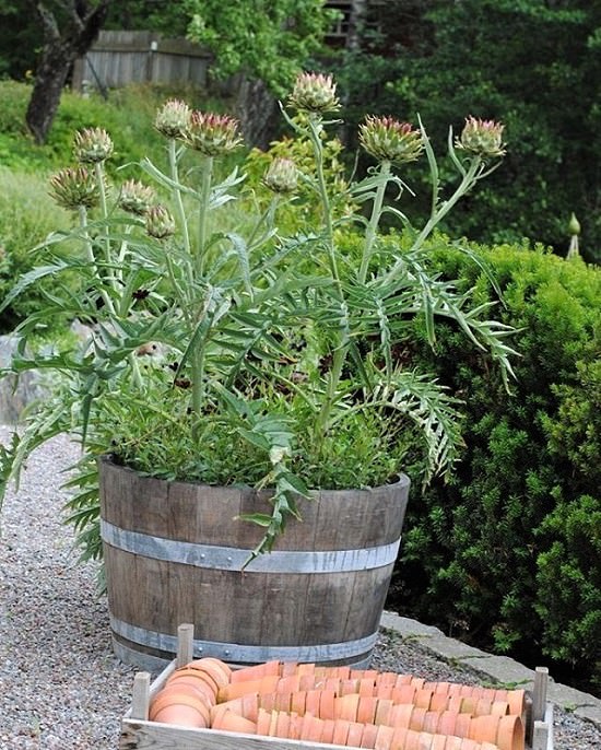 artichoke planter pot Artichoke Plants For Sale !! Buy Best !!