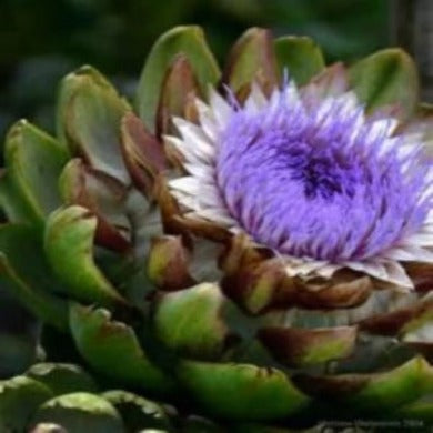 Artichoke Plants for sale, where to buy Artichoke roots for your garden. Buy the very best.  Easy to plan fast to grow. Easy to plant fast to grow, Buy many soon they will be gone. Remember to feed youur Artichokes - Artichoke Tea Plant Food and they will reward you with many great harvests.