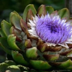 Artichoke Plants for sale, where to buy Artichoke roots for your garden. Buy the very best.  Easy to plan fast to grow.