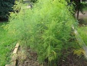 Grow Asparagus crowns roots and plants for sale  and harvest many. Easy to grow and plenty of Asparagus varieties. to buy and enjoy the harvest.