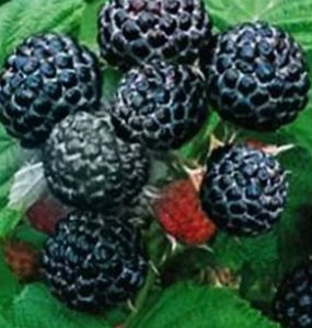 Black Raspberry Plants for sale. Where to buy near me. Farm raise organic Sweet tender fruit with amazing flavor.  Easy to grow in any type of garden soil.  Buy many and enjoy the harvest. Make gardening easy skip the soil prep and plant your Raspberry plants in Grow Bags/ Pots