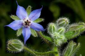 Borage Herb Plant For Sale. Easy to growth a=mazing flavor. Buy Best By many and harvest all season. Sweet candy flavor cucumber.