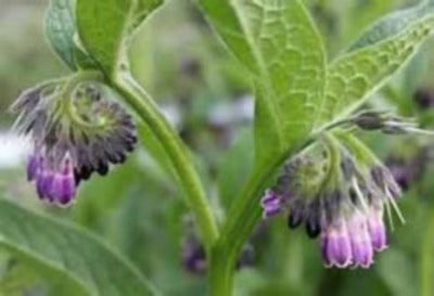 Where to buy Comfrey .  Comfrey plants roots for sale .  Buy The best Comfry Plants. Makes a Great indoor plant as well.
