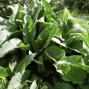 Where to buy Comfry plants near me? Buy the best Comfry plants in many varieties.Comfrey herb plant. Comfrey roots and leaves have all the nutrients that your garden will need.