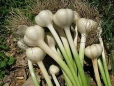 Jumbo Garlic is a great companion plant with any variety of Asparagus . Plant the garlic in between  your Asparagus. Garlic has a short hairy root with a white bulb shaped body and long green stems. Great flavor and easy to grow. Buy the best plant many.  Where to buy Jumbo Garlic plant , cloves, bulbs near me gor my garden.