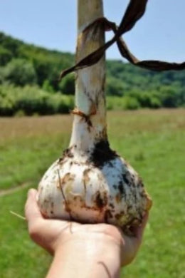 Elephant Garlic roots plants clove for sale. Where to buy organic Elephant Garlic plants  near me. A gardening delight. Thy like to eat once a month feed them Gralic Tea.  Buy many Elephant garlic clove and save for when there is none.