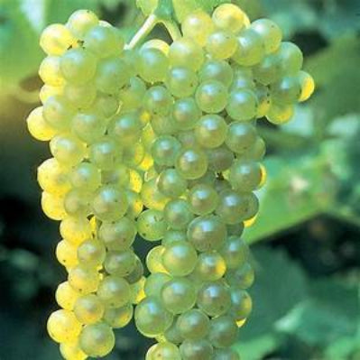 Buy many Heimhold white grape vines near me. Grapes are easy to plant and last many years with little care. Heimhold  variety is  easy to plant fast to grow. High producers. Where to buy the best near me?