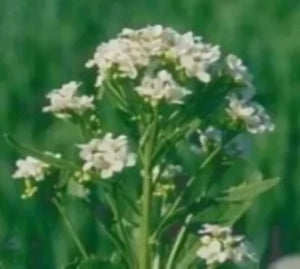 Where to buy horseradish plants roots crowns near me. Easy to plant fast to grow heavy producer. Organic harvest all season.