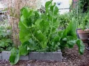 Popular horseradish variety to buy near me. Growing and gardening delight. Crowns, roots plants.