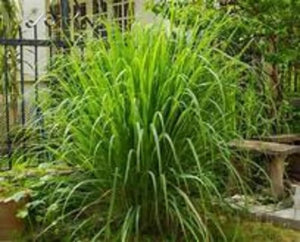 Lemongrass where to buy near me. Plant many lemon grass plants and roots. Easy to grow. Awesome flavor All organic. Dry it makes amazing cooking spiece. Where to buy Lemongrass near me.