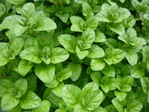Pennyroyal Herb Plants For Sale !!  Buy 1 Get 1 Free !!