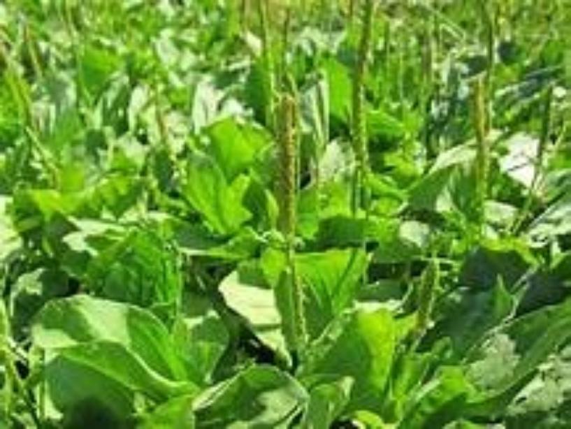 Plantain Herb Plants For Sale    Buy   2 Get 2 Free