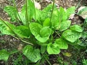 Plantain Herb Plants For Sale    Buy   2 Get 2 Free