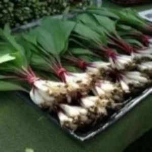 Buy Wild Ramps near me. Wild ramps a cross between a garlic and an a onion. Harvest from the woods. Buy many and get a great garden patch growing. Plant many Wild Ramps in Fabris Grow bags and no more weeds, no more garden pests just an eye catching showcase. 