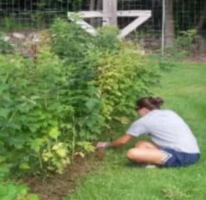 Garden Raspberrty Plants is fast and easy. Buy the best and enjoy years of great harvests. The red raspberry plants are stand up bushes not crawl on the ground vines. Buy many buy best.  Plant directly to your garden or plant in Grow Bags / Pots. 