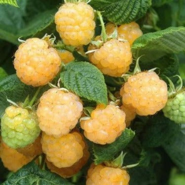 Where to buy mature  yellow raspberry plants near me. Buy the best raspberry plants and harvest many. Gardening Raspberry Plants  fast and easy.
