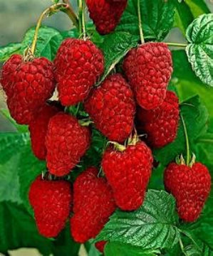 Red Raspberry Plants for sale. Buy the best plant many. Great in the winter when there is none.Garden many freeze plenty. Red Raspberry plants make medium size super sweet  berries and plenty of them. Buy Best Buy Now