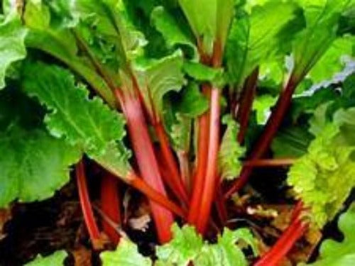 Robas Root Huge Red Rhubarb Roots Plants For Sale Where To Buy Best $16* – Andy's ...