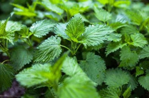 Stinging Nettle many health benefit. Easy to grow, Excellent flavor Buy many and dry and freeze. Buy 1 Get 1 Free.