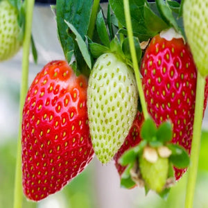 where to buy the best everbearing strawberry plants near me. Plant the best buy online.Everbearing Strawberry Plants for sale. Harvest berries all summer till frost. Best variety Big roots . Grow in containers or garden.
