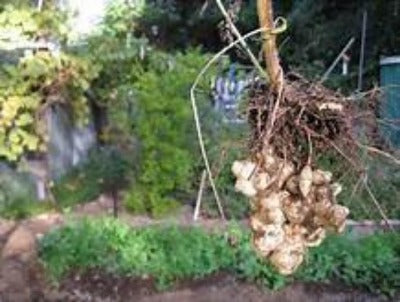 10/ $25.00 Sunchokes Tubers Roots For Sale  Buy Best*