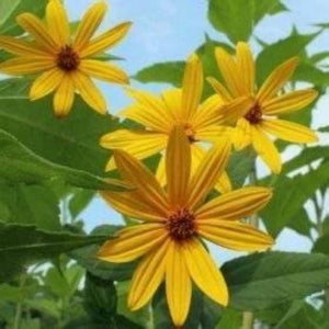 Buy Sunchokes. The only plant that makes no sugar. They are a gardening delight. They are a tuber like a potato has an amazing flavor. Bloom bright yellow flowers. Buy many Sunchoke tubers for sale and enjoy the harvest.