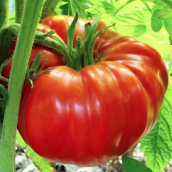 Unique Tomato Plants- World's Biggest * Buy 1 Get 1 Free !! – Andy's  Asparagus Acres