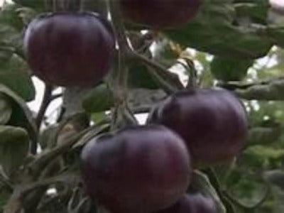 Black Tomato for your garden. Easy to grow with a unique flavor that will make you plant many. A black tomato is a cross between a re d and a purple. Buy many and enjoy.