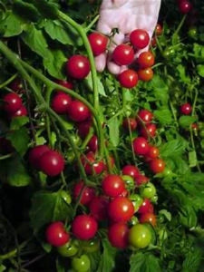 Smallest Tomatoes in the world. Where to buy Spoon. Easy to grow . Harvest all season.